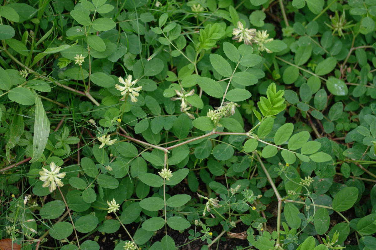 Astragalus glycyphyllos