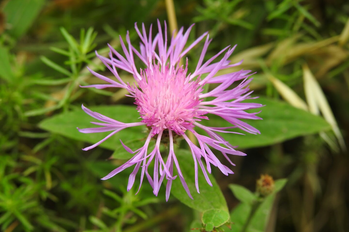 Centaurea jacea