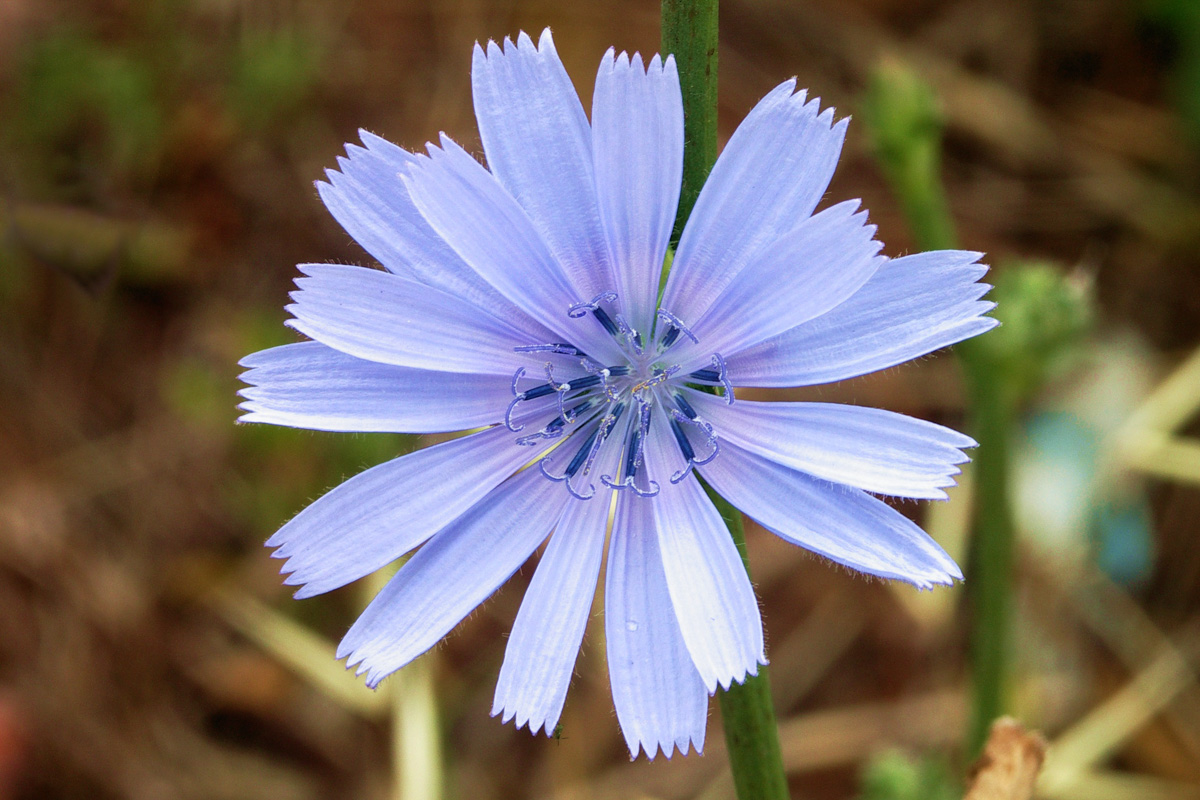 Cichorium intybus