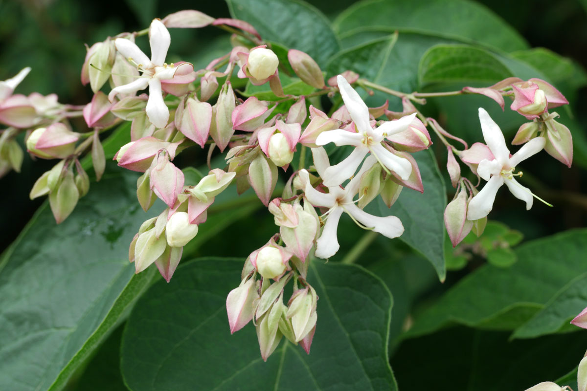 Clerodendrum trichotomum