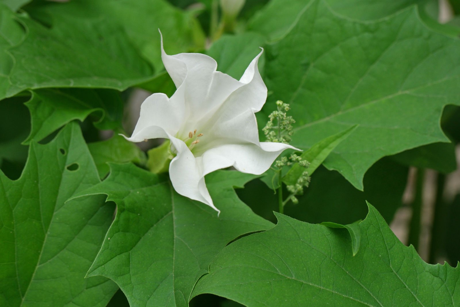 Datura Stramonium