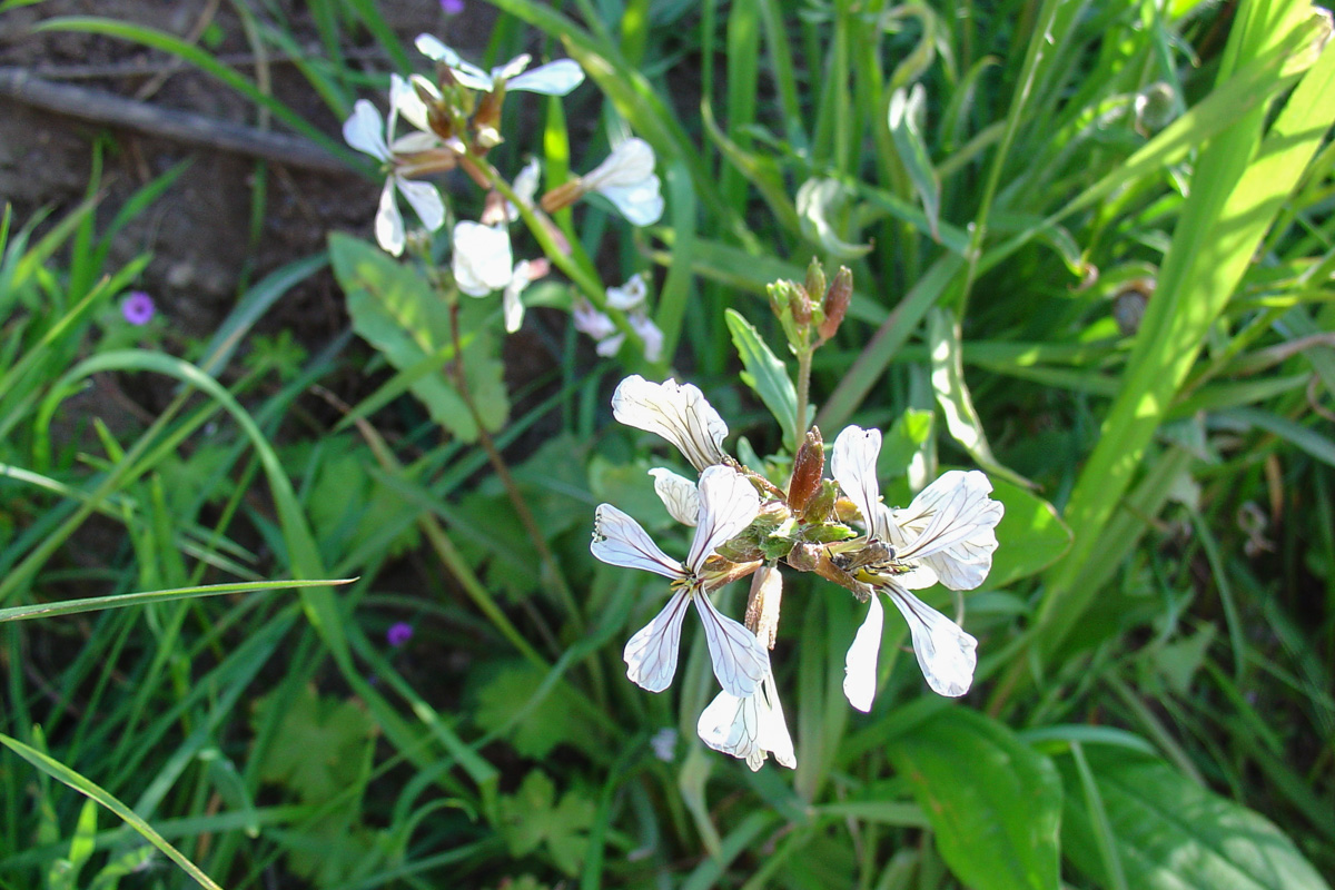 Eruca Vesicaria