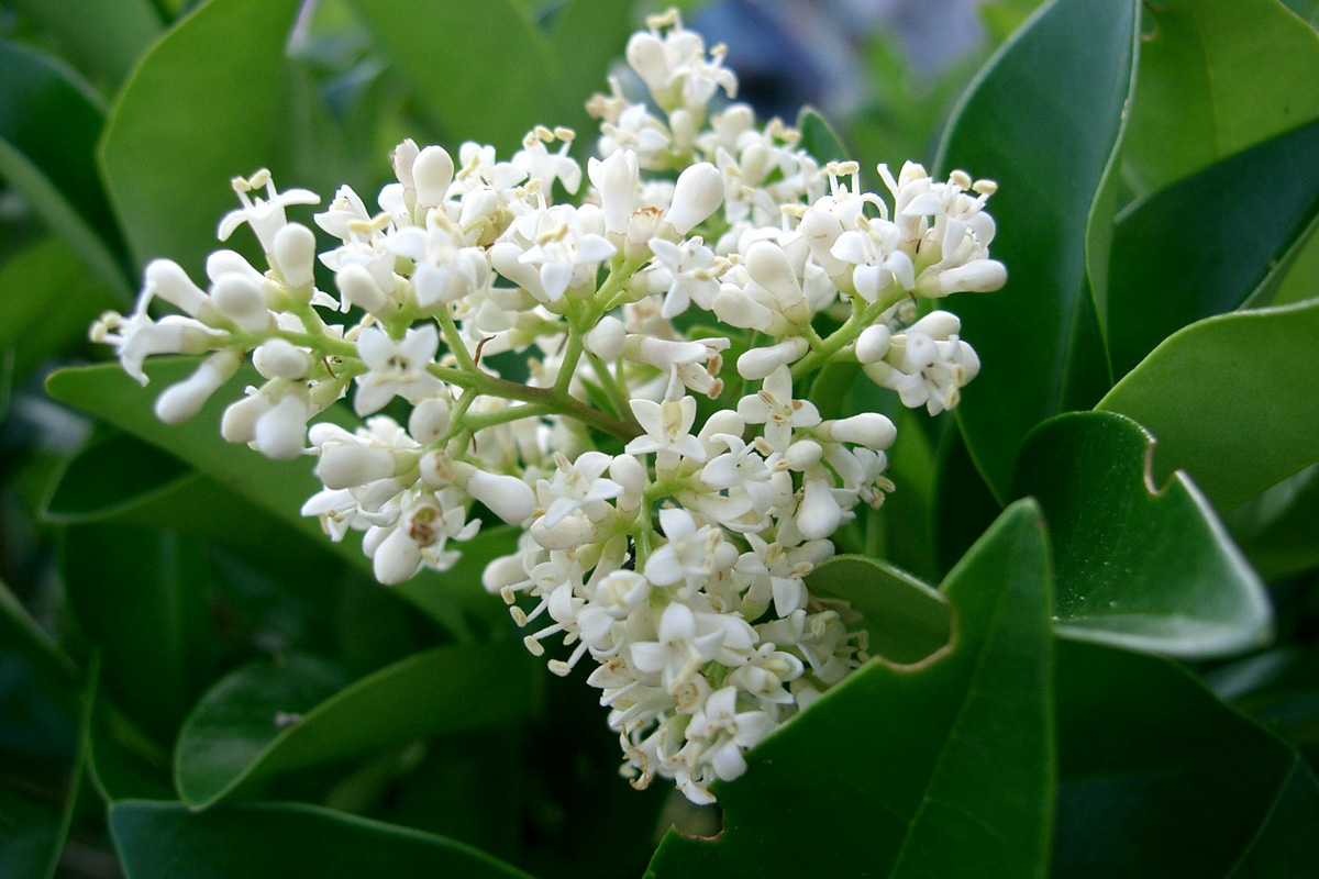 Ligustrum japonicum
