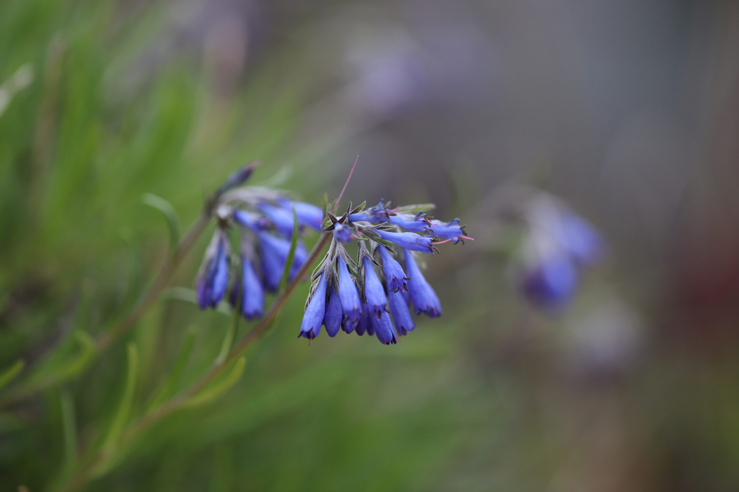 Moltkia petraea