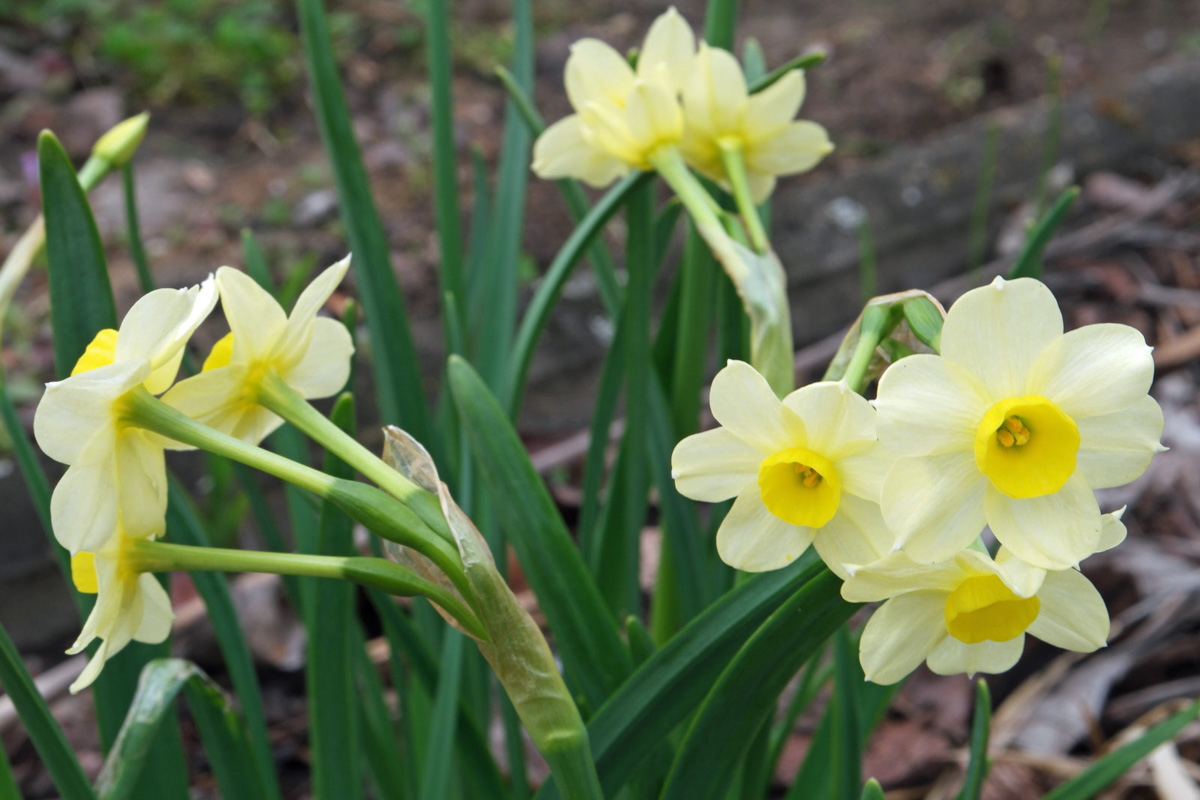 Narcissus tazetta