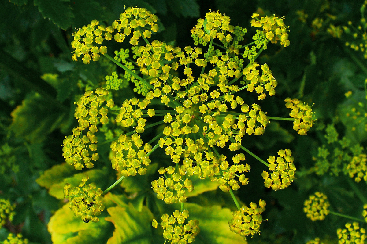 Pastinaca sativa