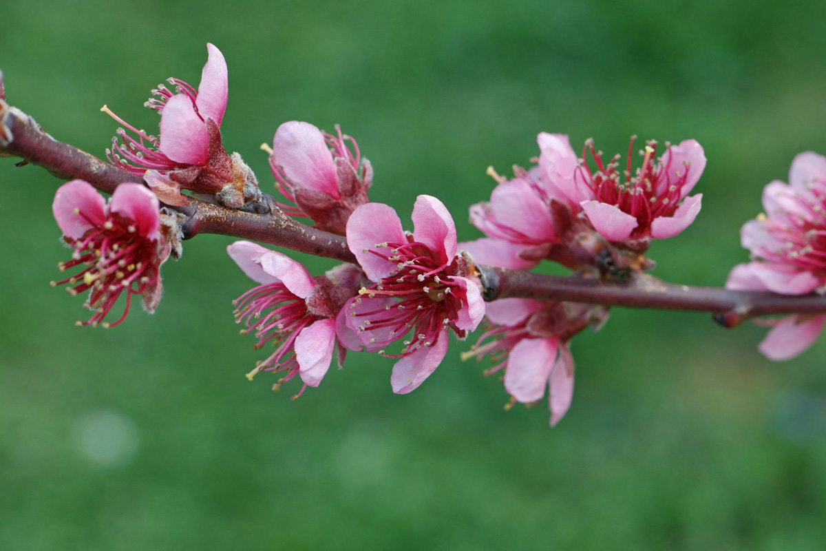 Prunus persica