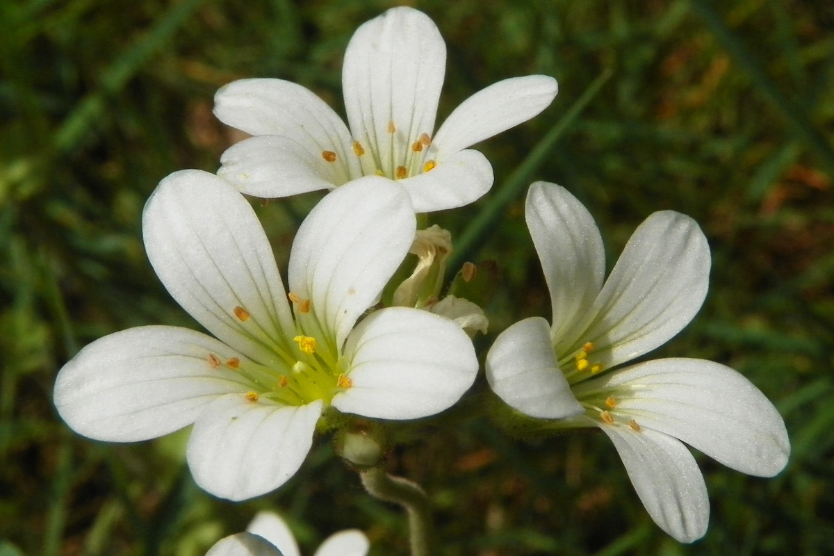 Saxifraga granulata
