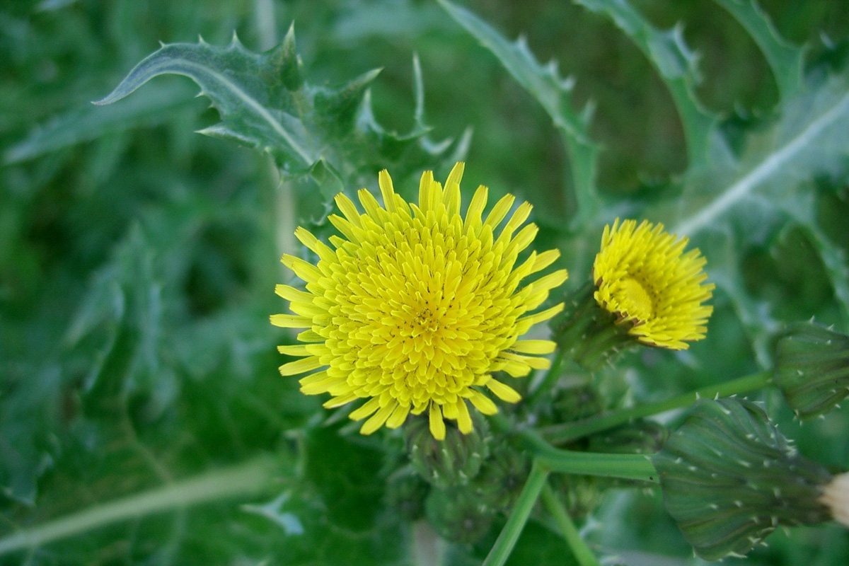 Sonchus asper