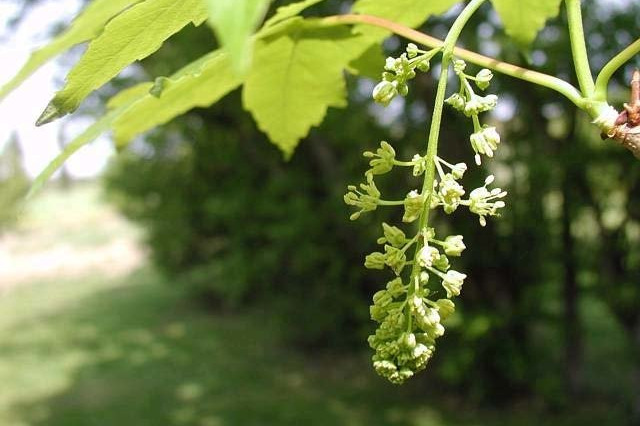 acer pseudoplatanus