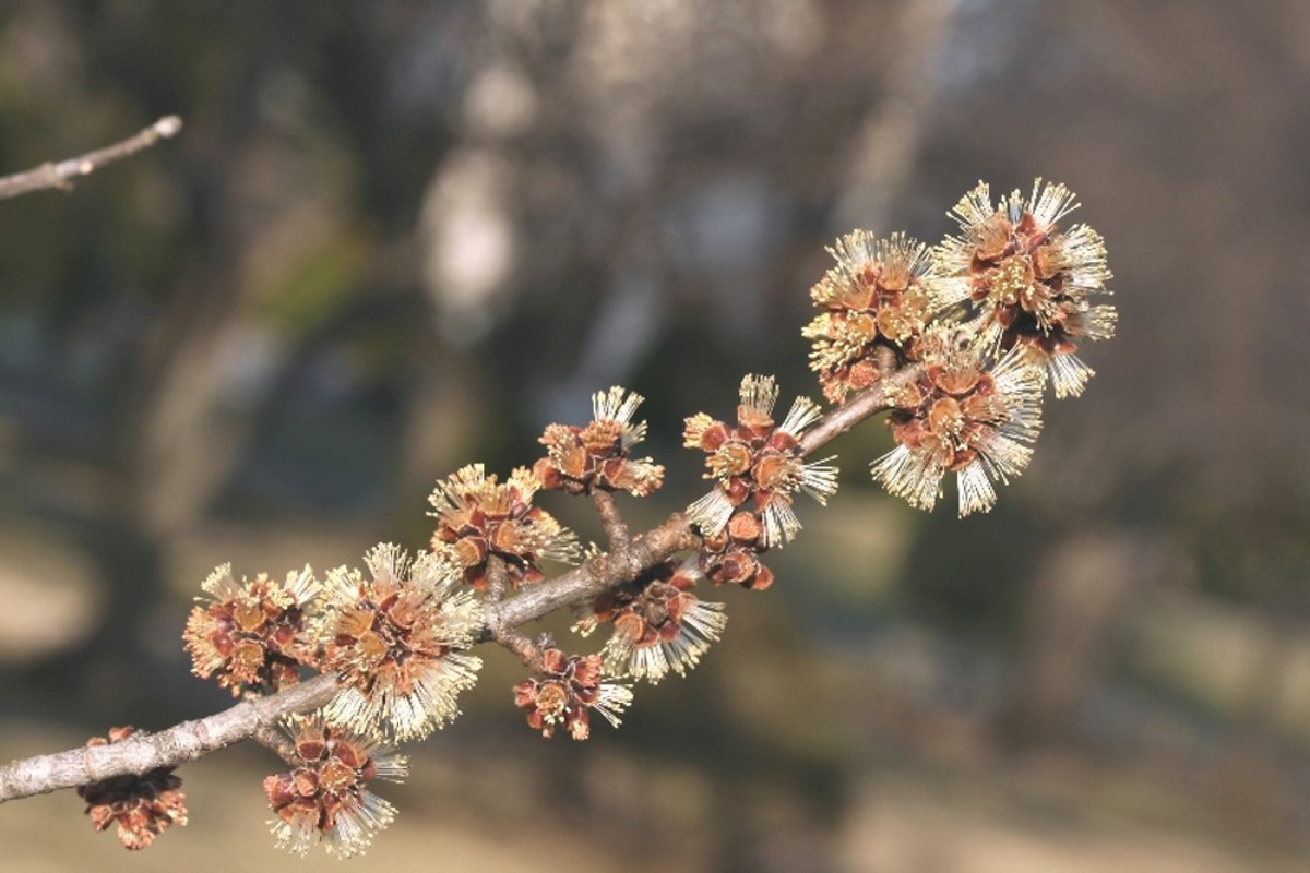 acer saccharinum