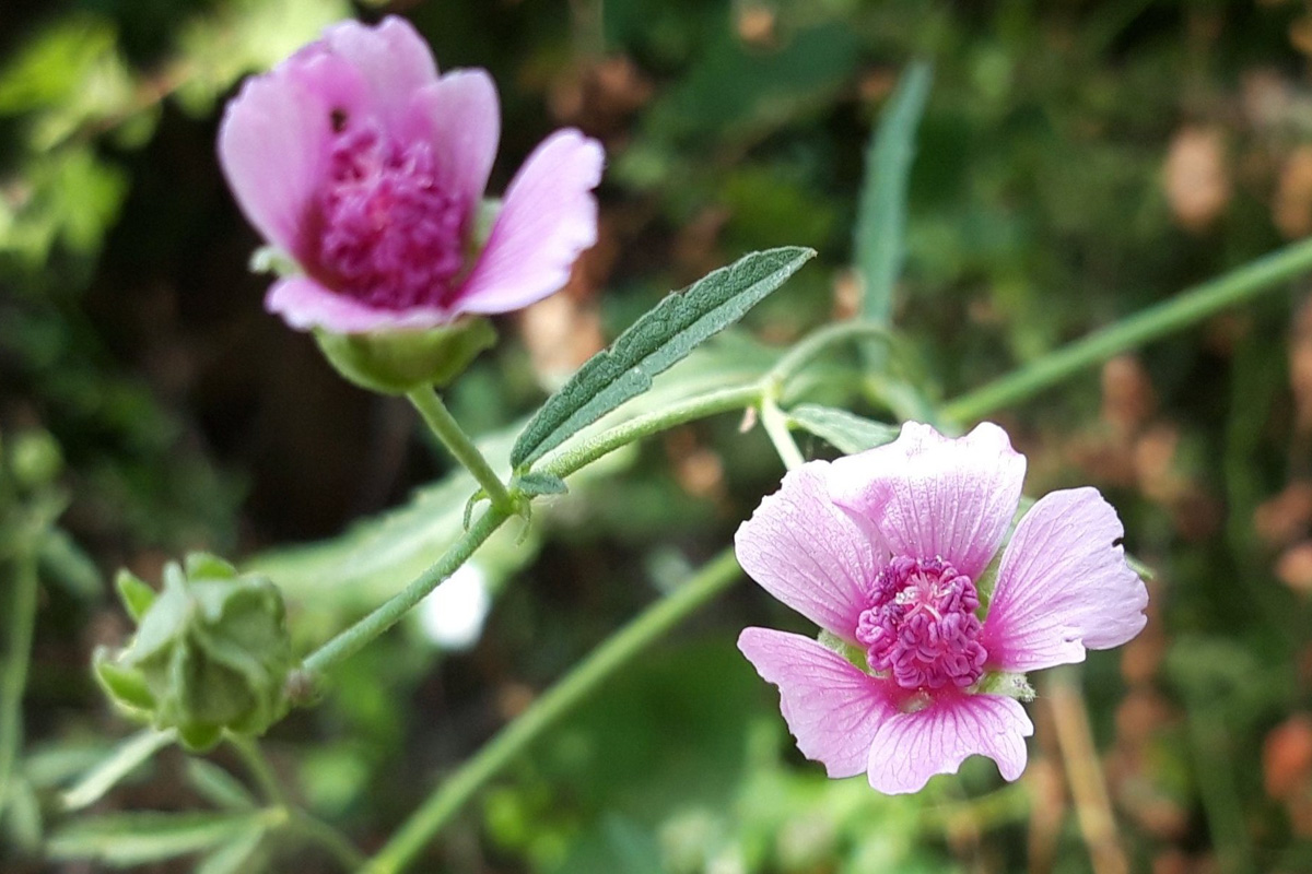 Althaea cannabina