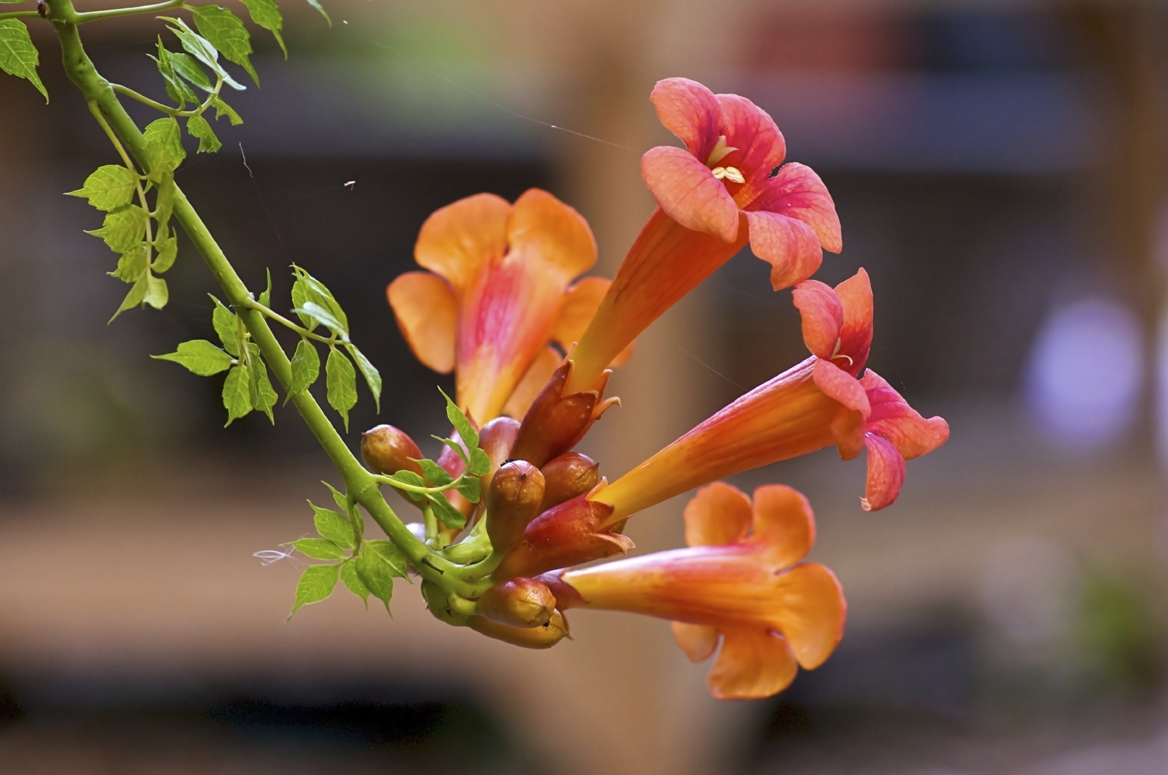 Campsis Radicans