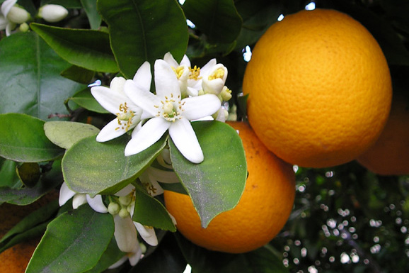Citrus spp.