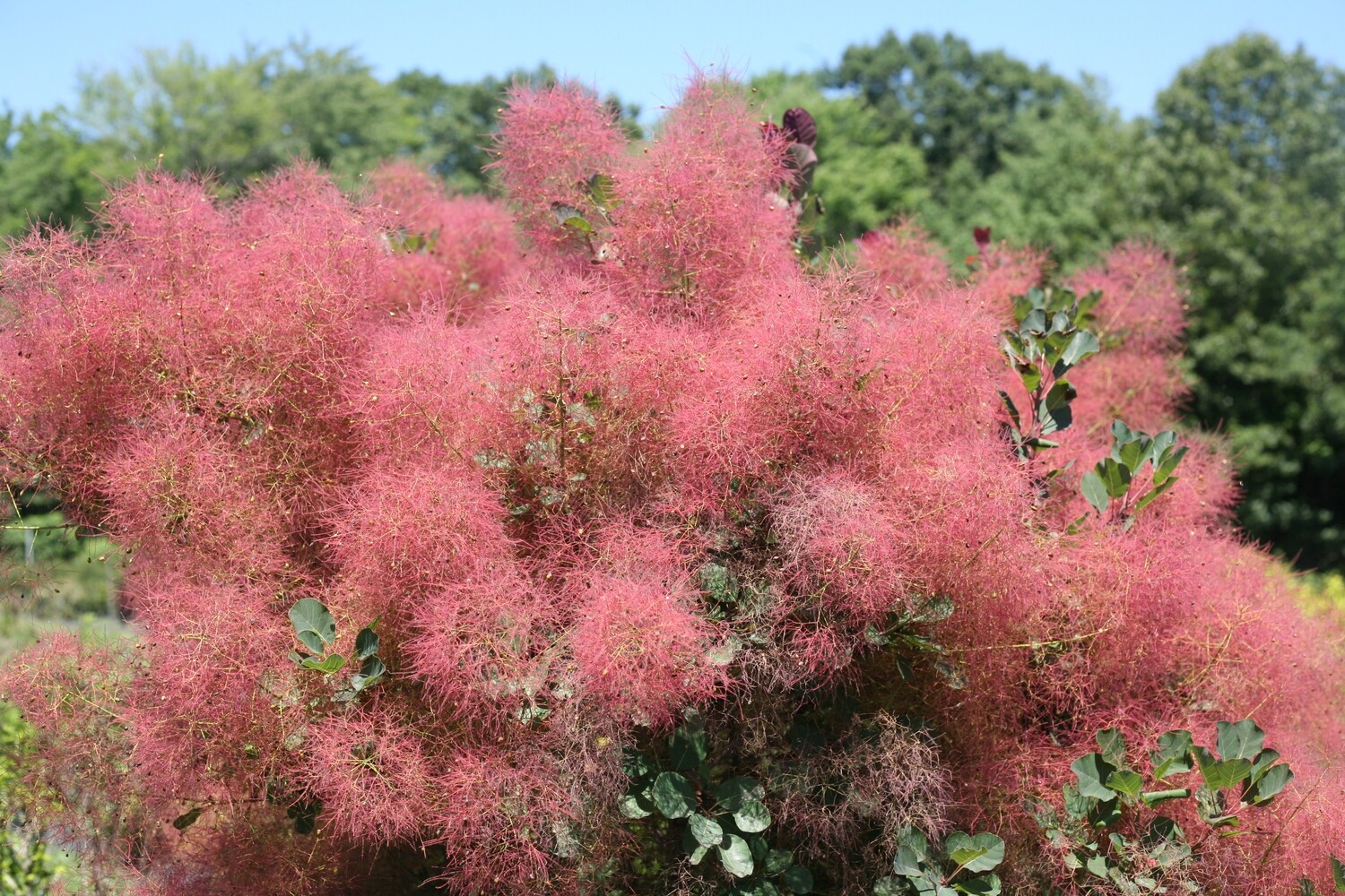Cotinus coggygrya