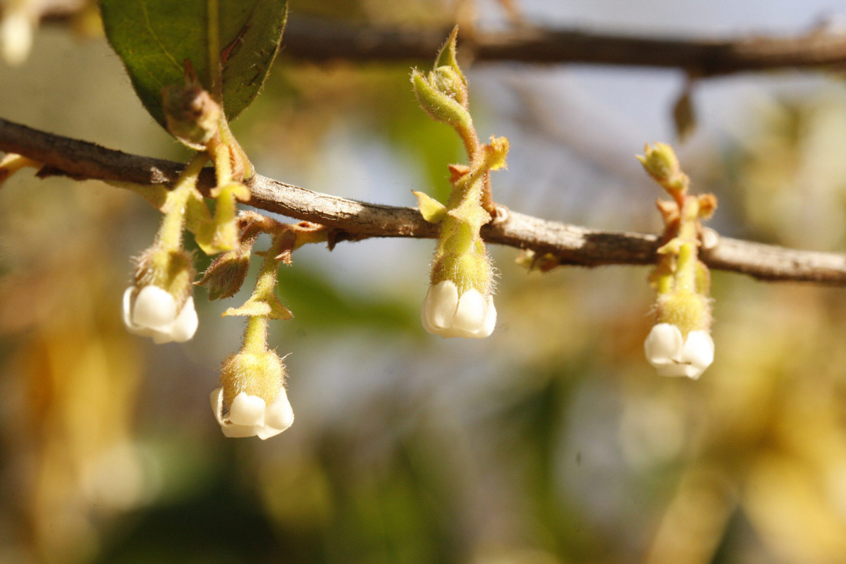 Diospyros whyteana