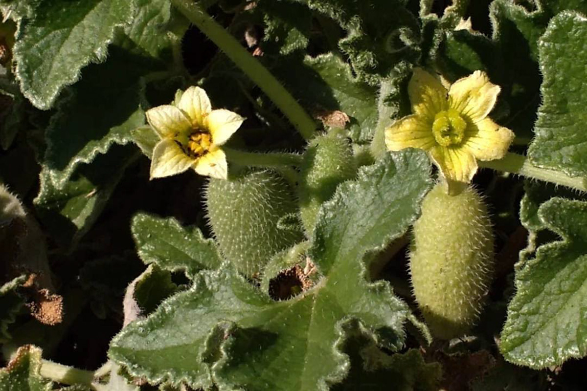 Ecballium elaterium