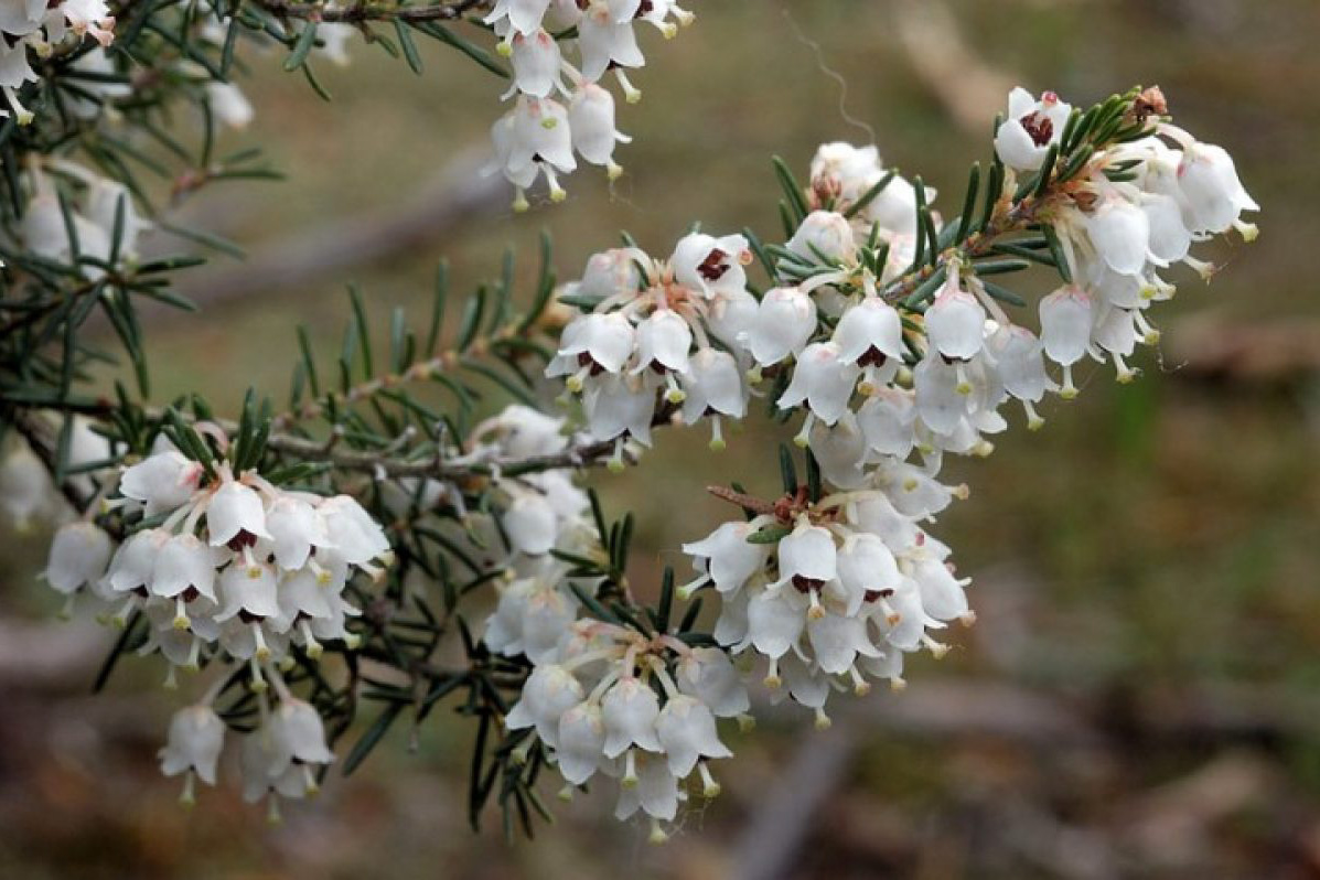 Erica arborea