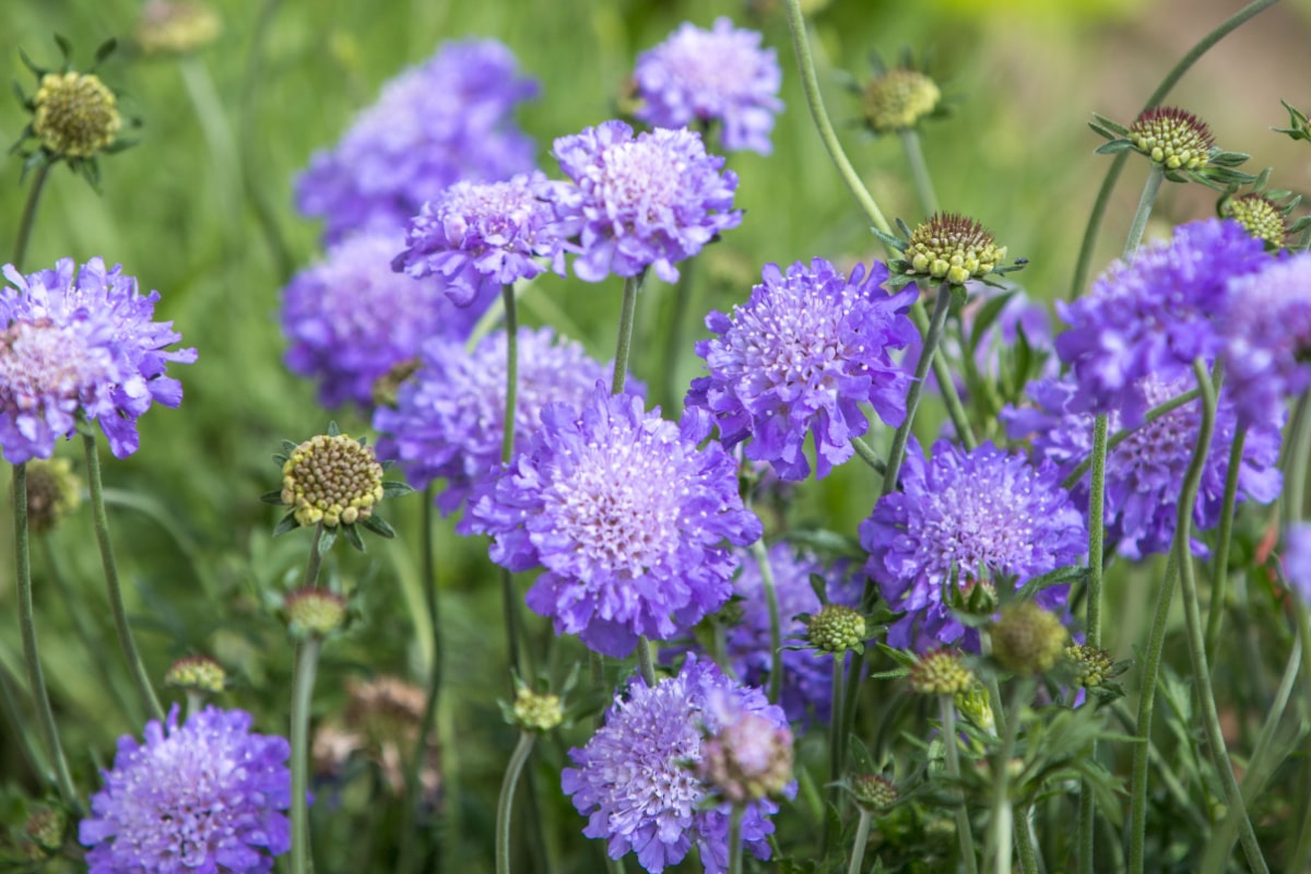 Knautia arvensis