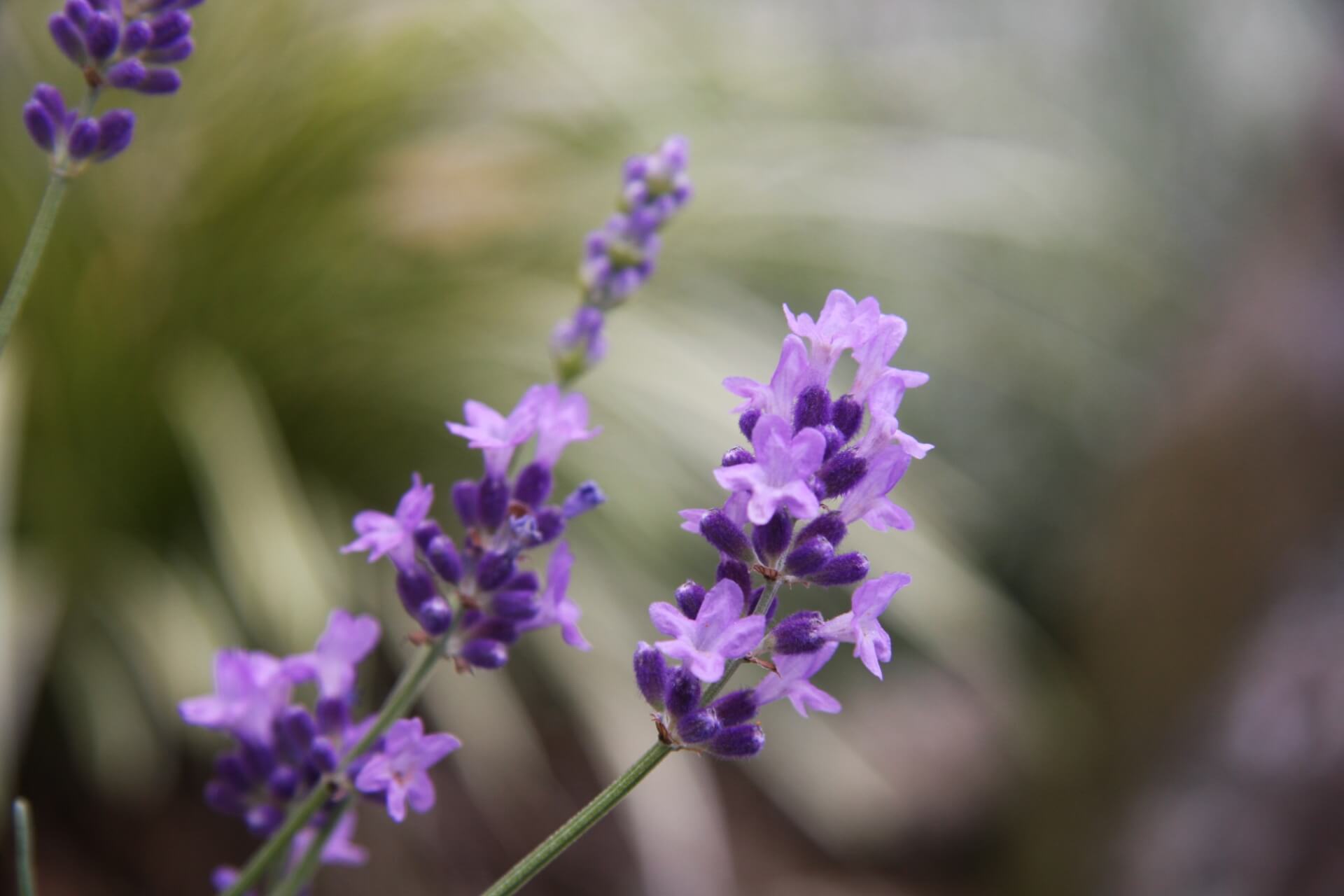 Lavandula angustifolia