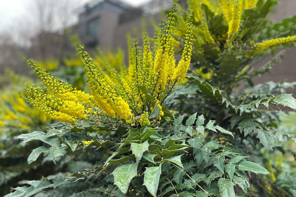 Mahonia japonica