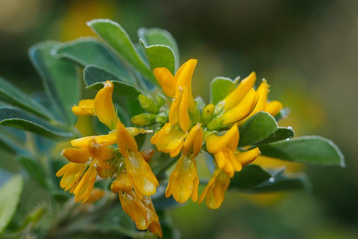 Medicago arborea