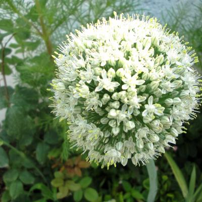 Allium cepa