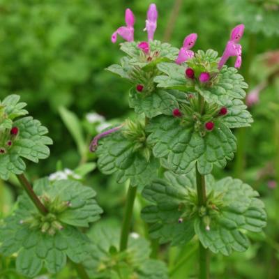 Lamium amplexicaule
