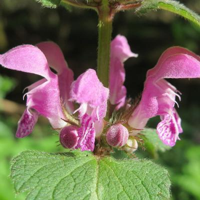Lamium maculatum