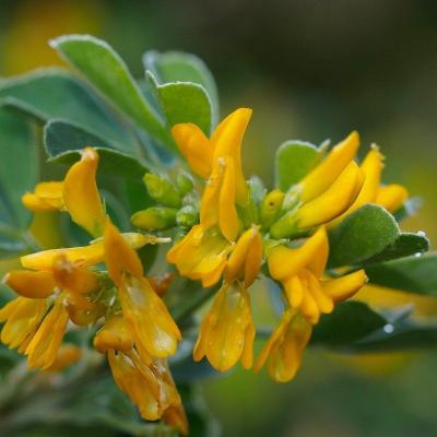 Medicago arborea
