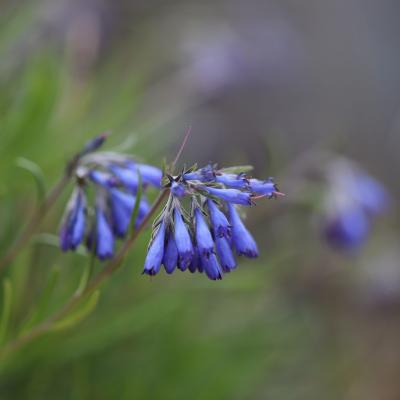 Moltkia petraea
