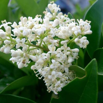 Ligustrum japonicum