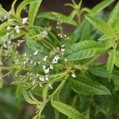 Aloysia citrodora