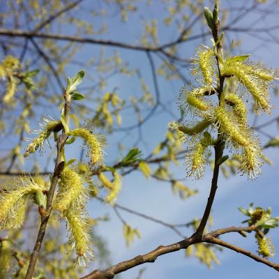 Salix eleagnos