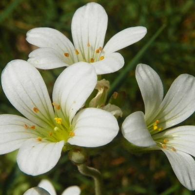 Saxifraga granulata