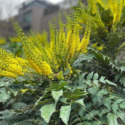 Mahonia japonica