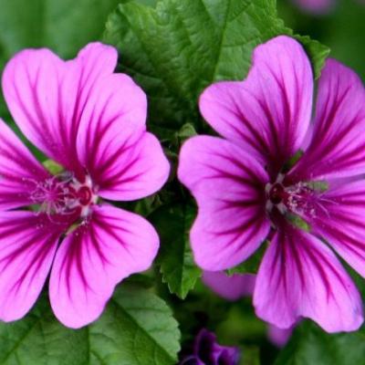 Malva maurytiana