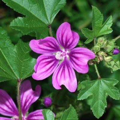 Malva sylvestris