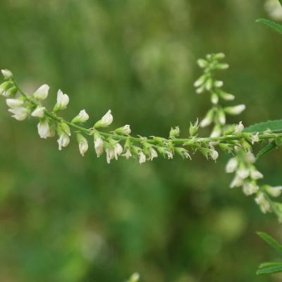 Melilotus albus