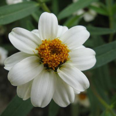 Zinnia angustifolia