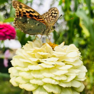 Zinnia elegans