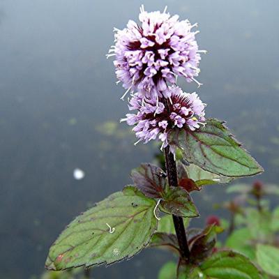 Mentha aquatica