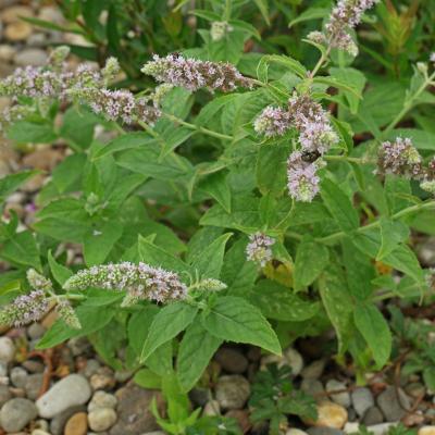 Mentha longifolia
