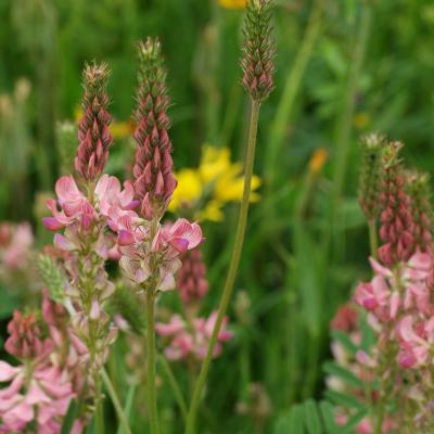 Onobrychis viciifolia
