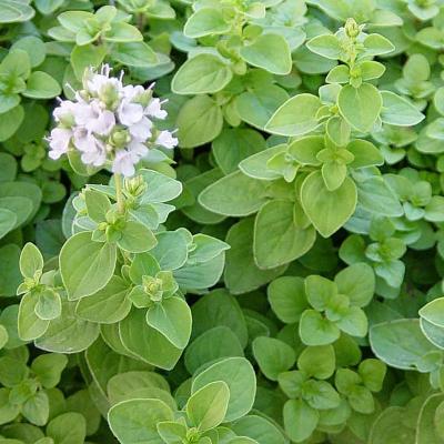Origanum majorana