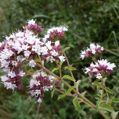 Origanum vulgare