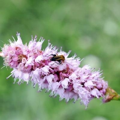 Polygonum bistorta