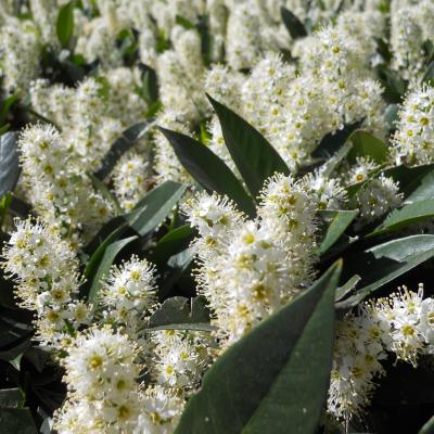 Prunus laurocerasus