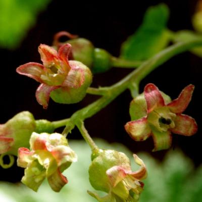 Ribes rubrum