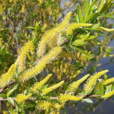 Salix spp.